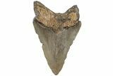 3.58" Fossil Megalodon Tooth - North Carolina - #202284-1